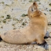 lion_sea_galapagos_san_h_0059_ecu2256.jpg